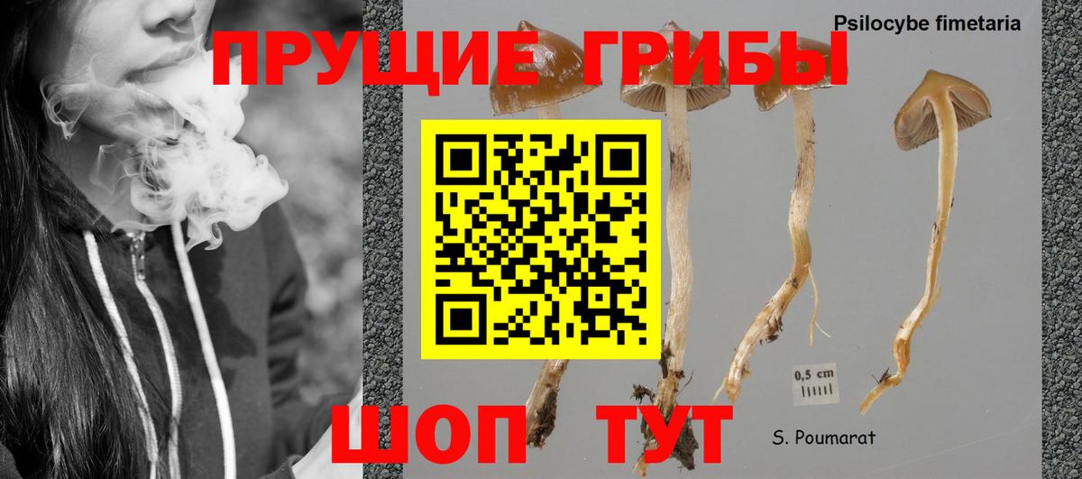 Орск  Галлюциногенные грибы Cubensis  Вход с VPN 